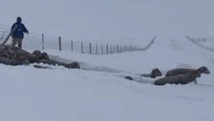 Livestock dodge brutal Montana snow drift