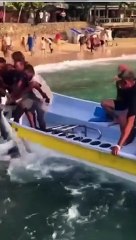 Atrapan pichón de tiburón en La Romana, RD