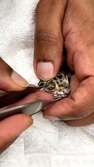 Gecko Gets Help With Oddly Satisfying Shed