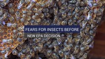 Fears for Insects Before New EPA Decision