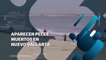 Aparecen peces muertos en Nuevo Vallarta | CPS Noticias Puerto Vallarta