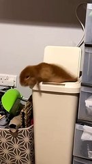 Mini Lop Bunny Max Climbing on Bin Falls Inside
