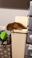 Mini Lop Bunny Max Climbing on Bin Falls Inside