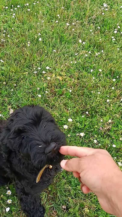Tagus (chien d'eau portugais), né le 27 janvier 2022.