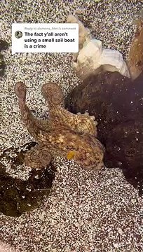 Pieuvre géante vs Sous-marin