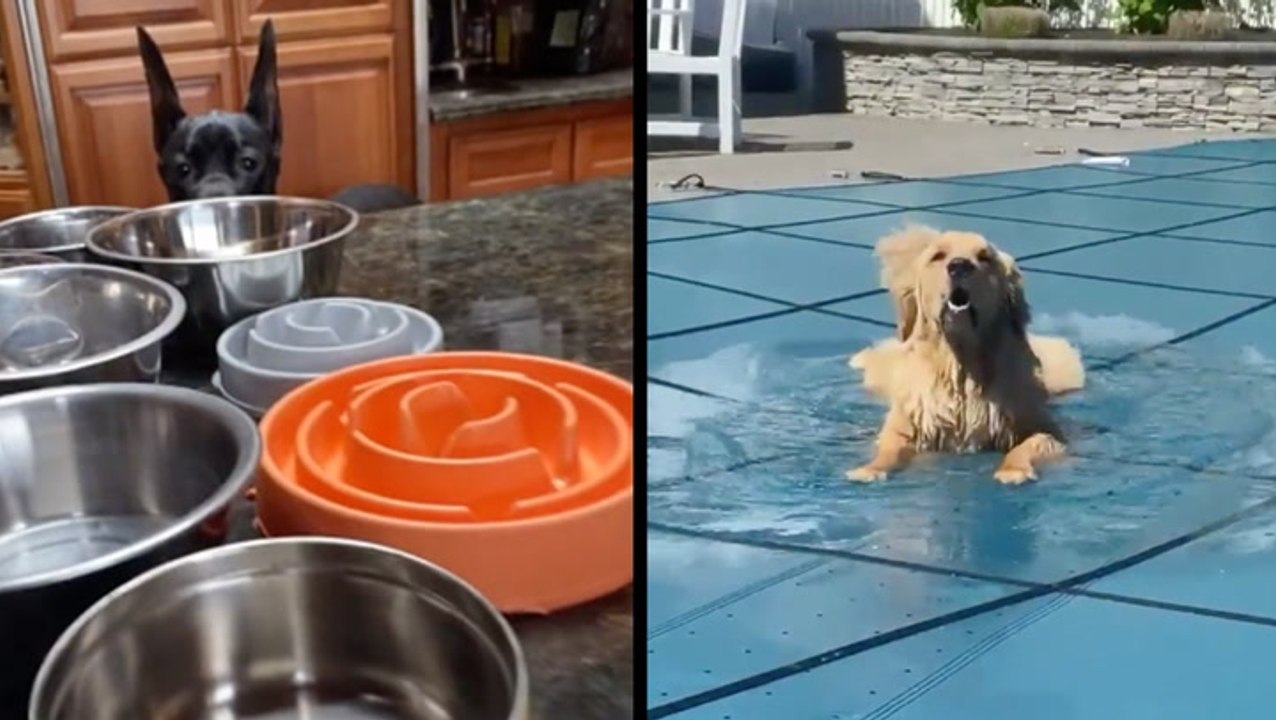 Feeding 8 Dogs & Let Me In!