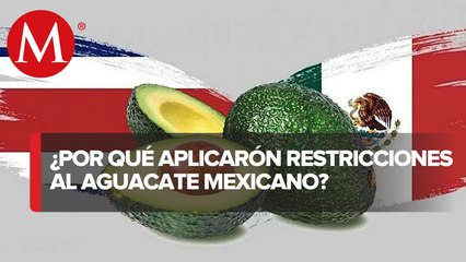 OMC da la razón a México en controversia contra Costa Rica por restricciones al aguacate mexicano
