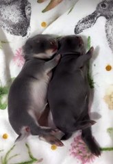 Netherland Dwarf Baby Rabbits Napping Full of Milk