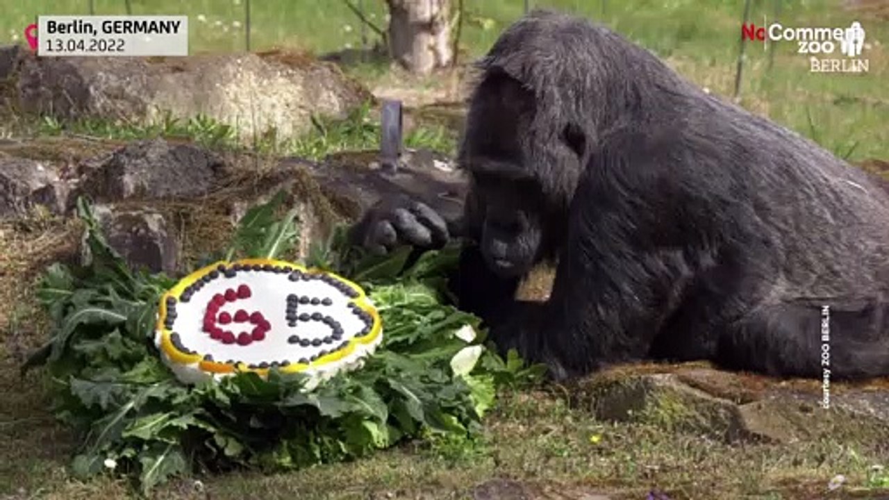 Gorilla-Weibchen „Fatou“: Eine Torte zum 65.
