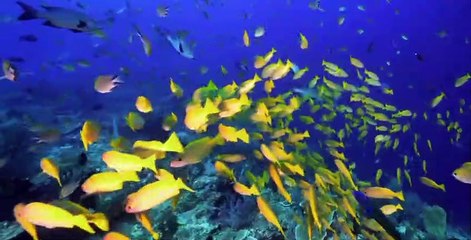 Great Blue Wild S02 E05