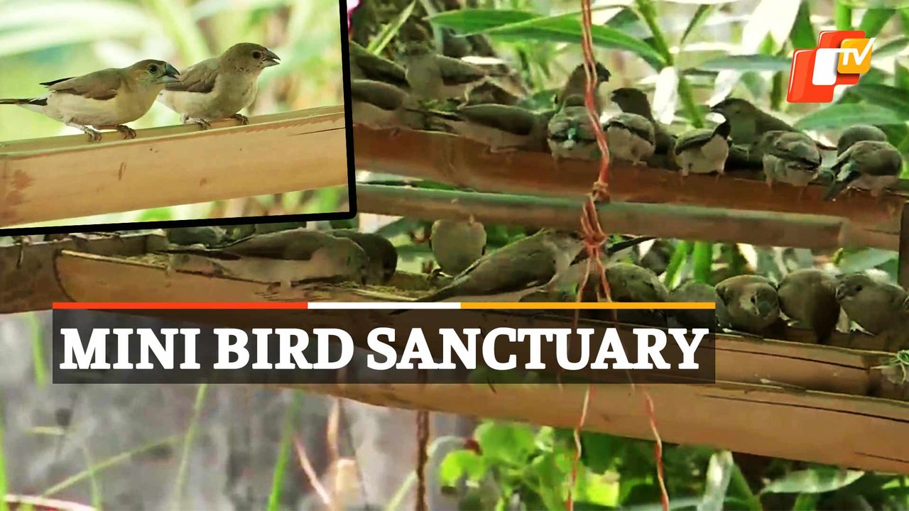 Birds Find Home In Concrete Jungle Of Nagpur City!