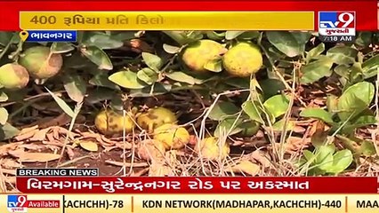 Explained _ Why price of lemon skyrocket to Rs. 400_kg in Gujarat _Bhavnagar _TV9GujaratiNews