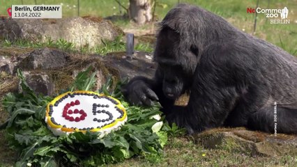 شاهد: الغوريلا الأكبر عمراً في العالم تحتفل بعيد ميلادها الخامس والستين