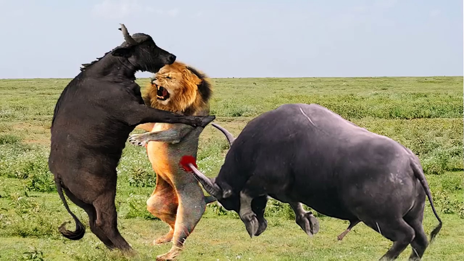 ⁣Buffalo VS lion , see the most bloody battle between giant buffalo and savage lion