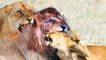male lion VS female lion , see who could win , and why did the couple fight ?