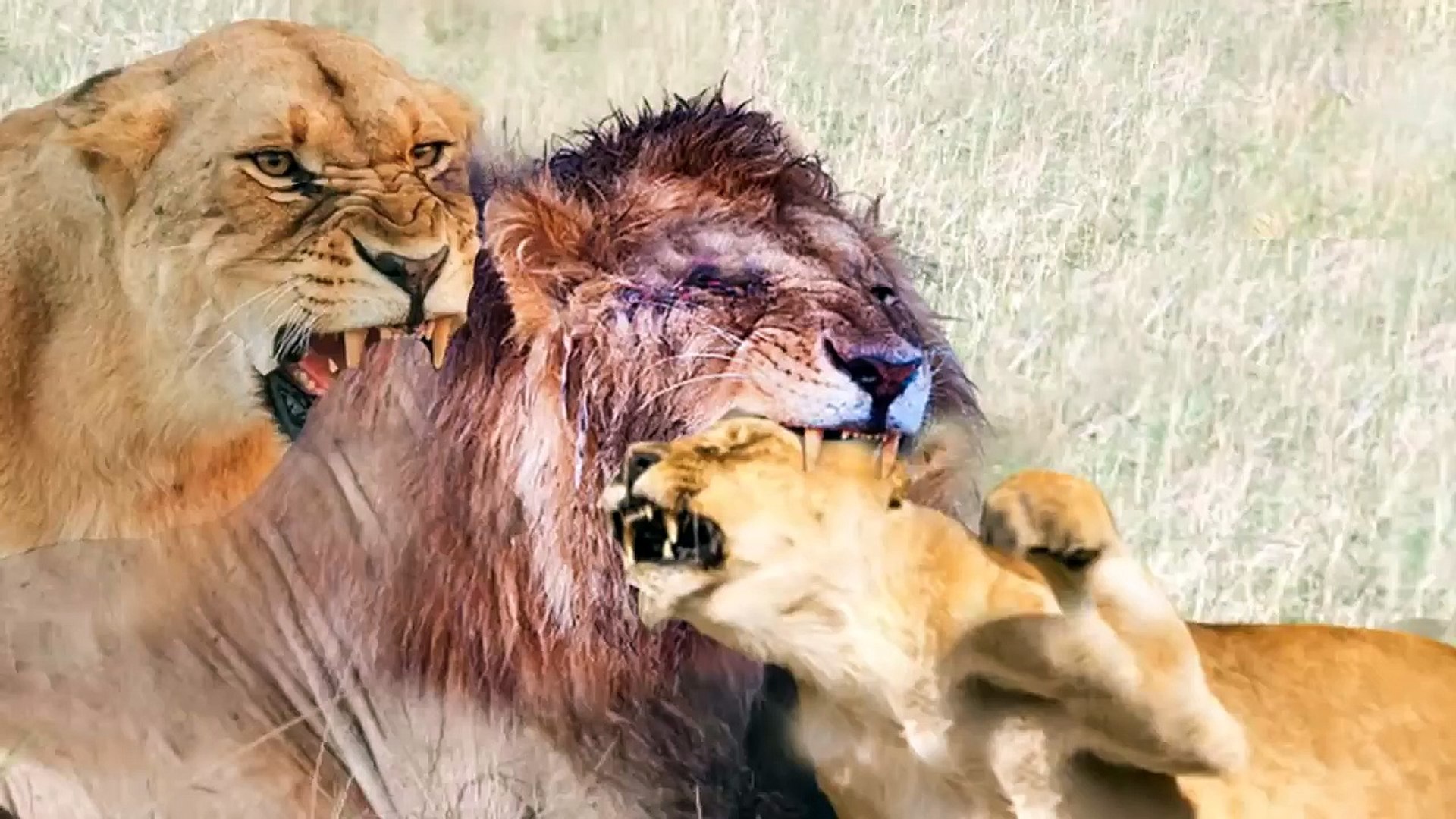 ⁣male lion VS female lion , see who could win , and why did the couple fight ?