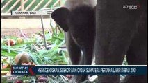 Bayi Gajah Sumatera Pertama Lahir Di Bali Zoo