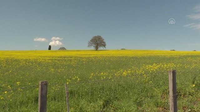 Bafra Ovası'nda kanolaların çiçek açmasıyla tarlalar sarıya büründü