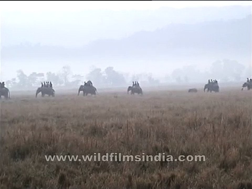 Elephant safari in Kaziranga National Park, Assam