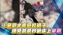 小惡霸犬瘋狂咬襪子 撞見爸爸秒躺床上裝萌