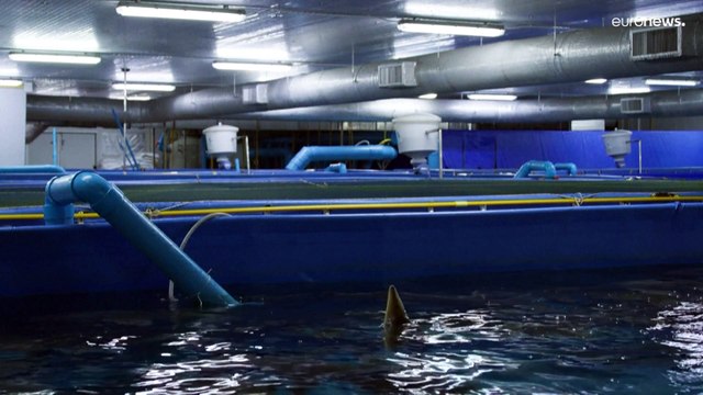 Чёрная икра из Таиланда