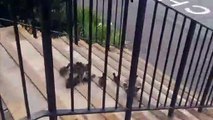 Adorable ducklings make annual waddle through Bromley High School to nearby lake