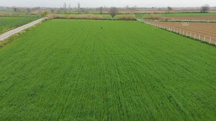 Kuraklığa dayanıklı ketenin üretimi yeni yerli tohumlarla artacak