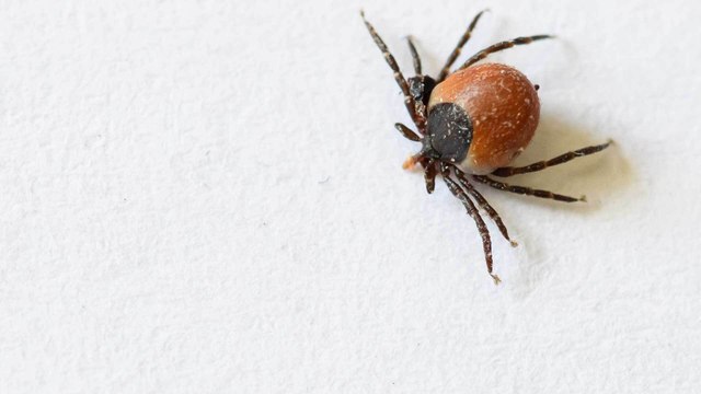 Zeckenbisse: Wie schützt man sich vor Borreliose und FSME?