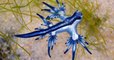 Texas : il découvre un dragon bleu sur une plage, l'une des espèces marines les plus dangereuses au monde