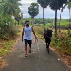 வாடிவாசல் மோடுக்கு மாறிய சூர்யா.. கையில் மாடுடன் என்னம்மா நடந்து வறாரு பாருங்க.. செம வீடியோ!