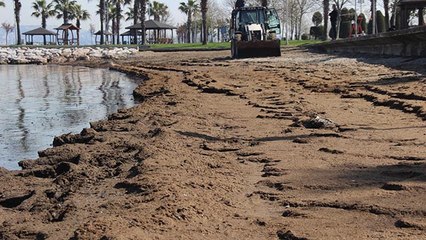 Kokuyu alan sahili terk etti! Tonlarcası kıyıya vurdu