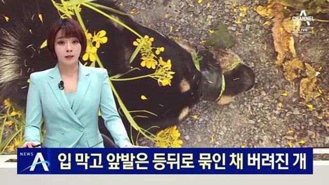 테이프로 입 막고 앞발 등 뒤로 결박…유채꽃밭서 버려진 개