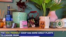 Couple transform Cross Gates tanning salon into quirky plant shop and cafe