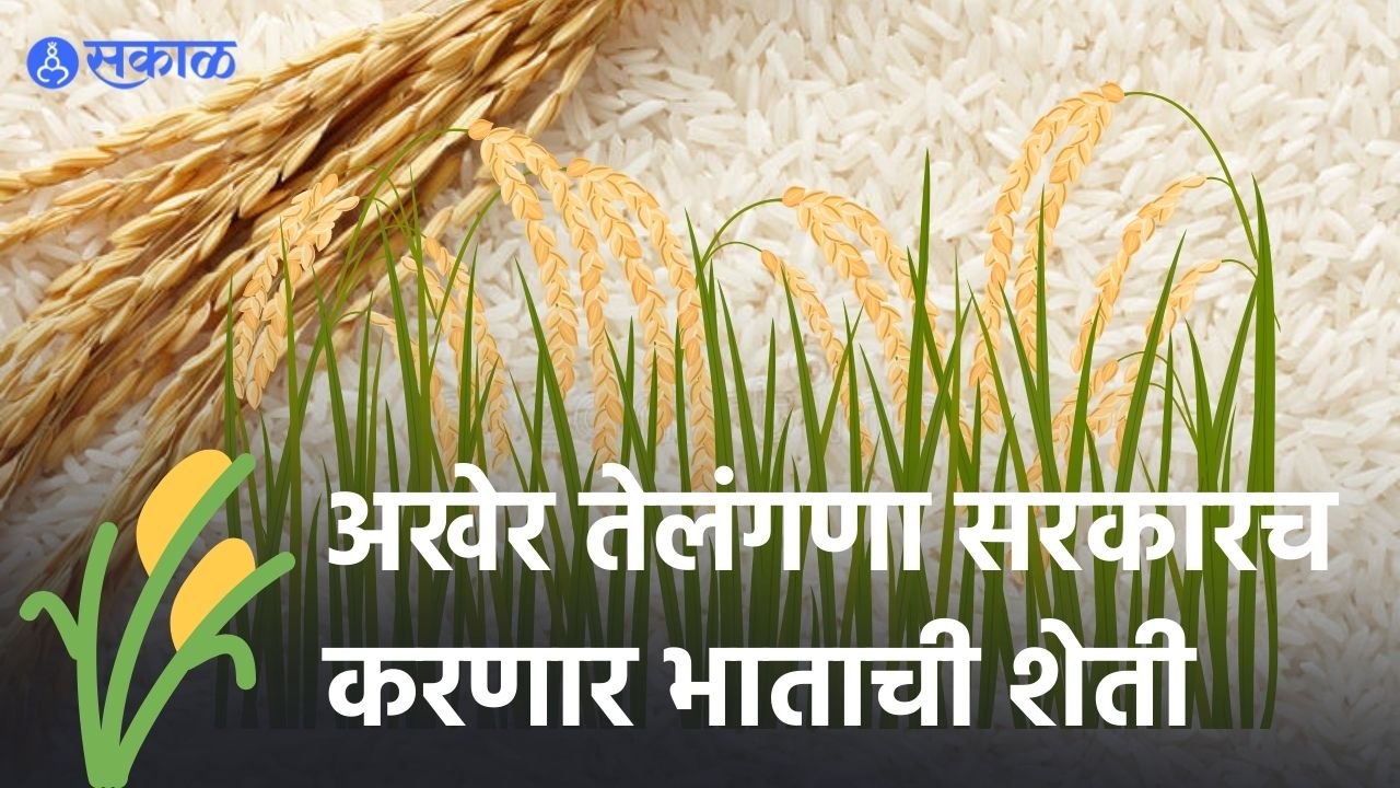 केंद्राच्या नकारानंतर Paddy शेवटी Telangana Government खरेदी करणार | Paddy Procurement