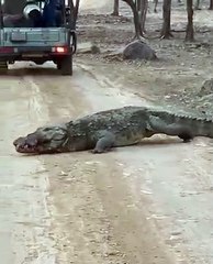 रणथम्भौर: फिल्म शूटिंग के नाम पर हो रहे नियम तार-तार