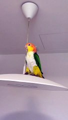 Parrot Has Dance Party on Light Fixture