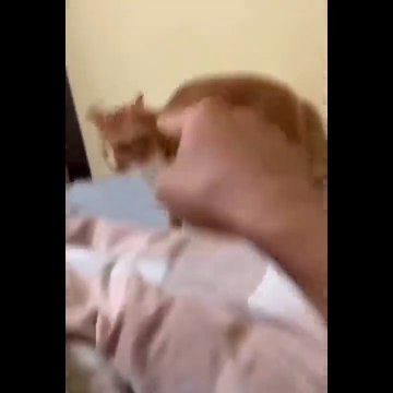 Funniest Cats - OMG! Please Help I'm Dying Watching These Funniest Cats-Johnny Catsville