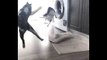 Funniest Cats - Cats Are Hilariously Clumsy - Johnny Catsville