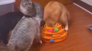 Funniest Cats - Cat's Stupid Actions - Funniest Cats Extraction Video - Johnny Catsville