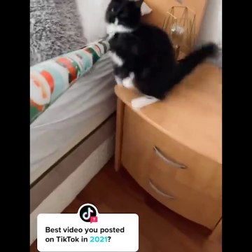 Funniest Cats - Don't try to hold back Laughter - Johnny Catsville