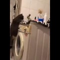 Funniest Cats - Funniest Cats Reactions  Daily Pets In Funny Situations - Johnny Catsville