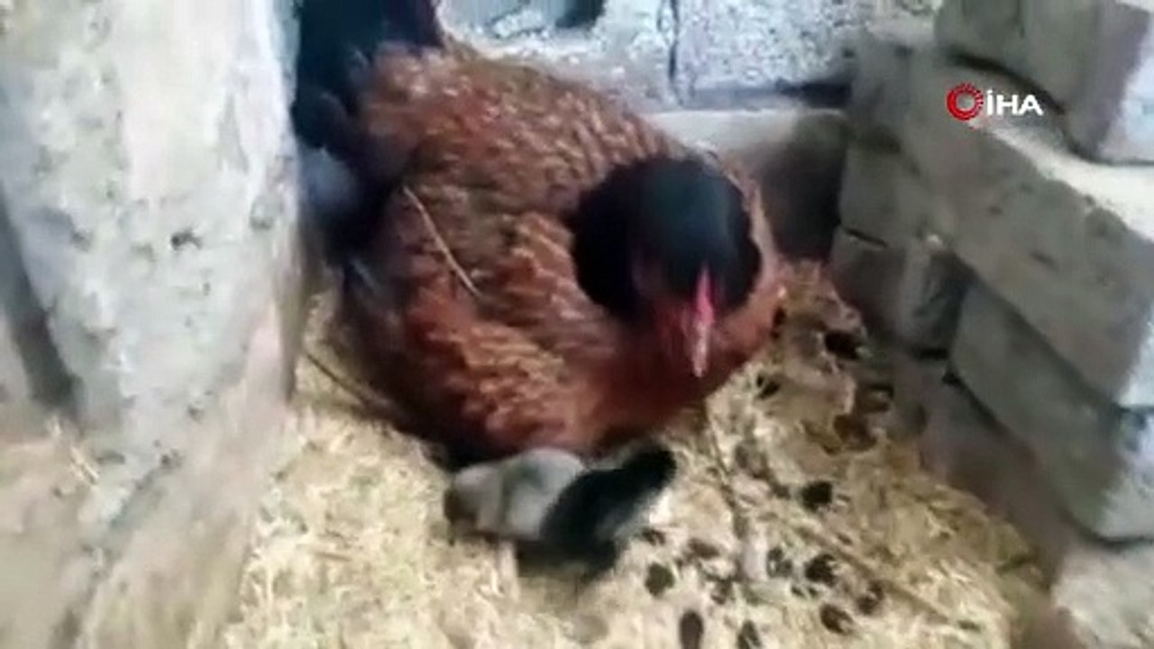 Dört ayaklı civciv görenleri şaşırttı