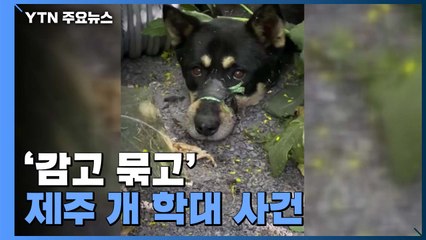 '감고 묶고'...제주에서 개 학대 사건 발생 / YTN