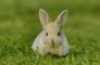 RSPCA overwhelmed by unwanted bunnies