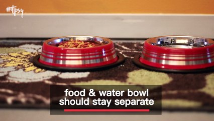 Being a First-Time Cat Owner Can Be Tough…How To Do It The Right Way!