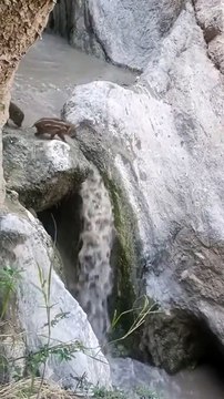 Des petits sangliers traumatisés à vie par un toboggan naturel
