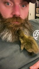 Duckling Likes Sleeping in Guys Beard