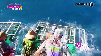 Tiburón rompe caja de buceo; hombre casi termina devorado