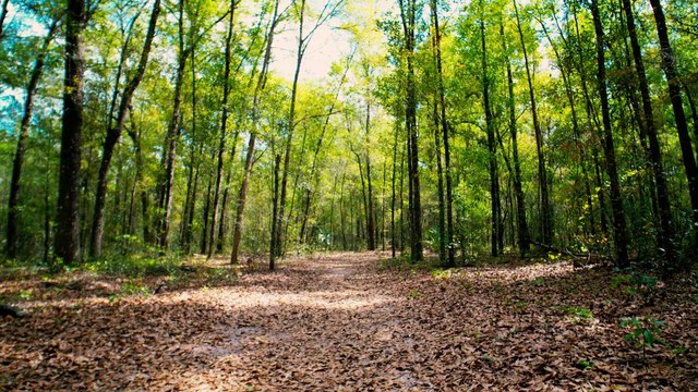 Silver Springs Conservation Park (Ocala, Florida) - 4k Cinematic Travel VLOG Video & Review