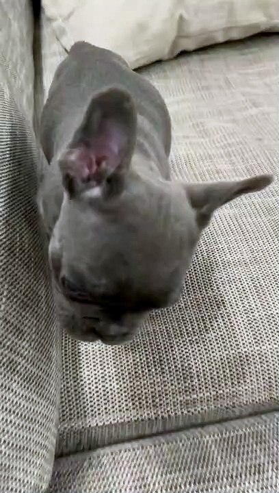 MNE adota cachorro